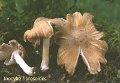 Inocybe fibrosoides-amf2037